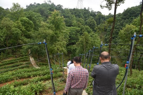 省“政協(xié)江淮行”赴黃山六百里猴魁茶業(yè).jpg 省“政協(xié)江淮行”赴黃山六百里猴魁茶業(yè).jpg